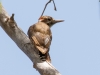 Arizona Woodpecker