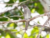 Western Wood-Pewee