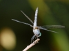 Blue Dasher