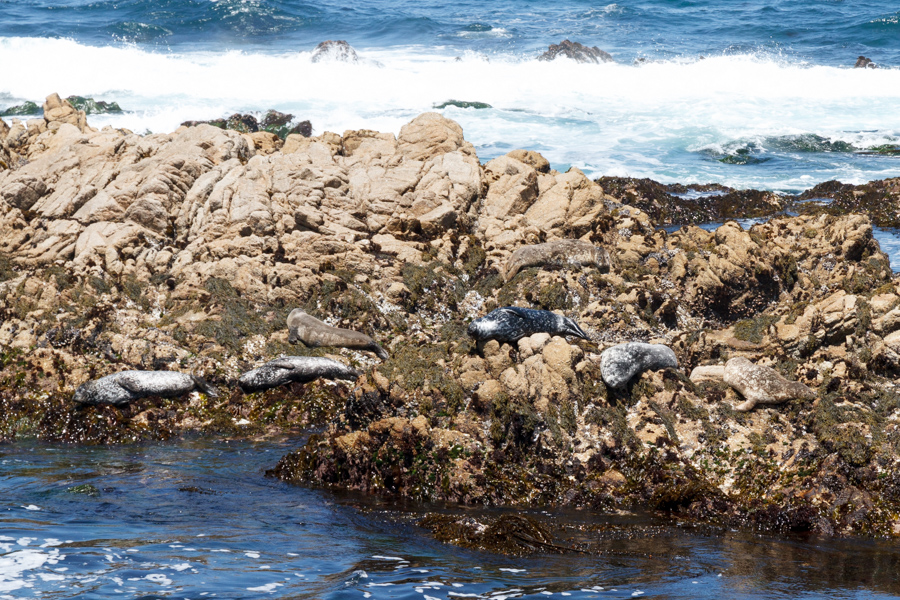 Harbor Seals