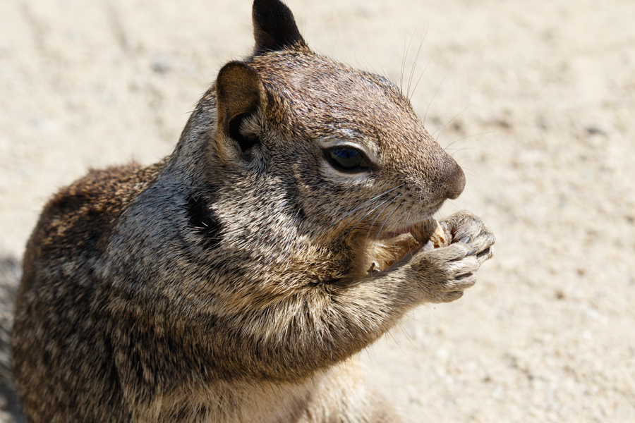 California Ground Squirrel