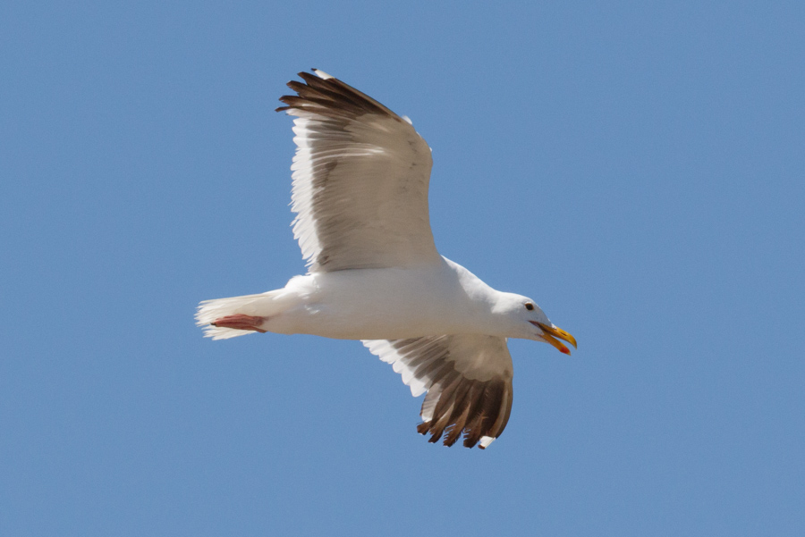 Western Gull