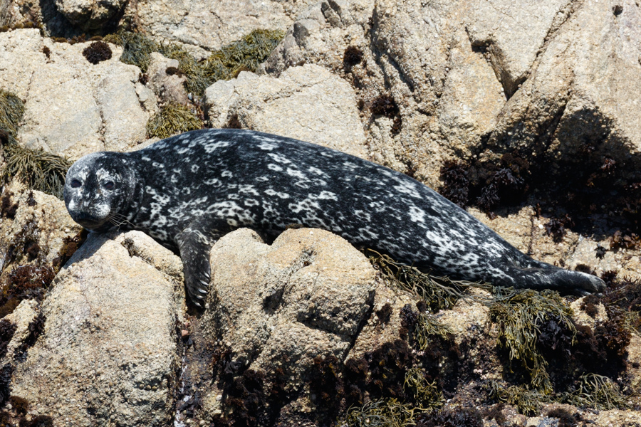 Harbor Seal