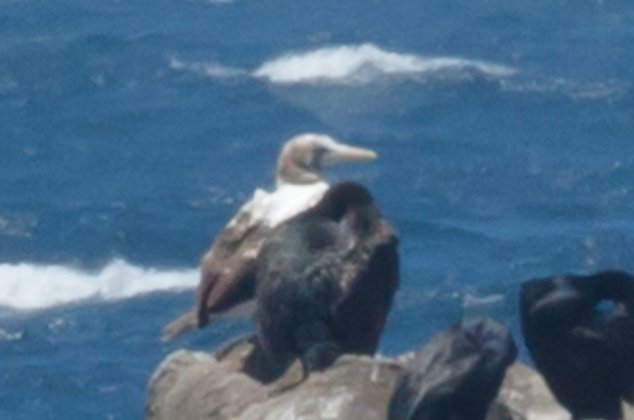 Masked Booby