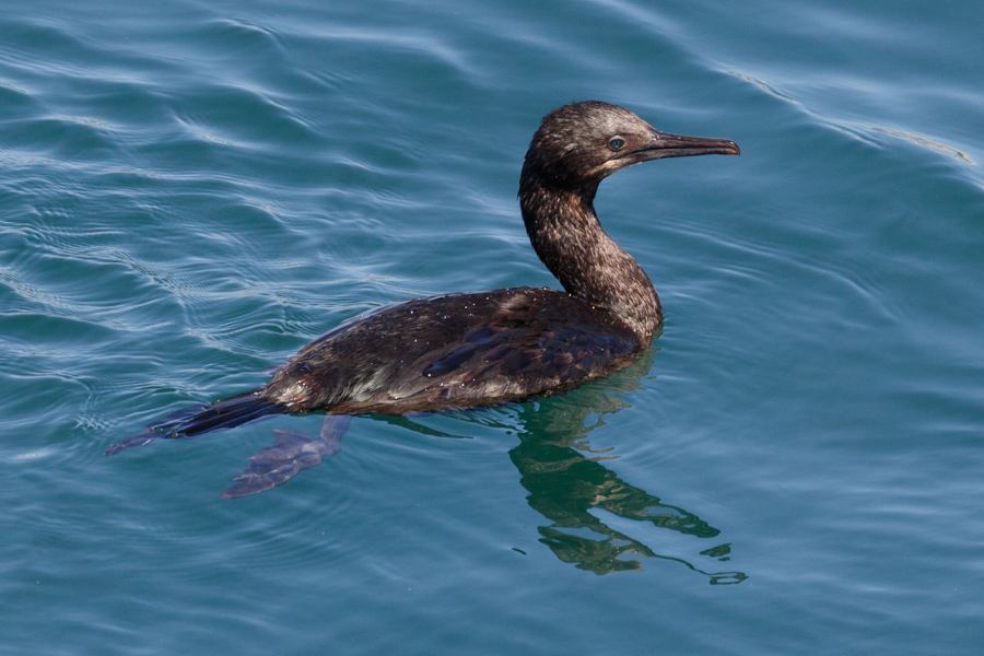 Brandt's Cormorant