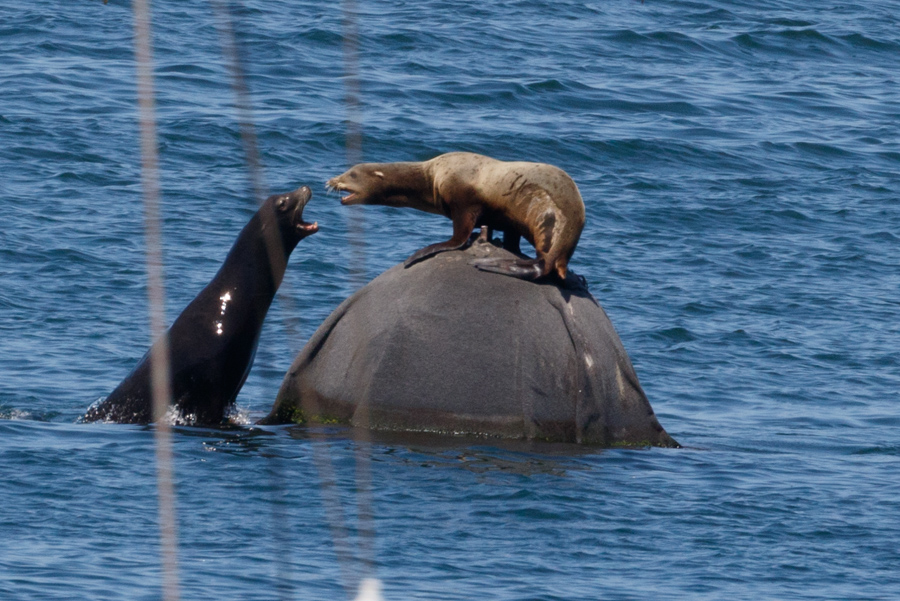 Californial Sea Lion