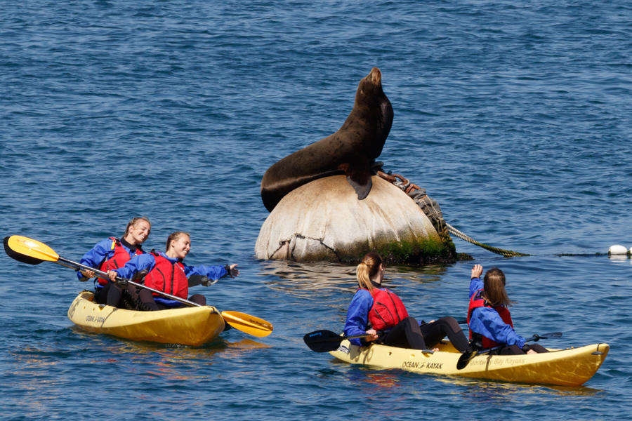 California Sea Lion