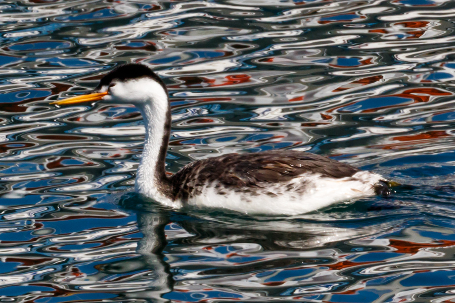 Clark\'s Grebe