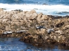 Harbor Seals