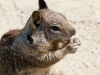 California Ground Squirrel