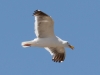 Western Gull