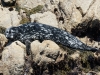 Harbor Seal