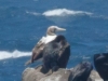 Masked Booby