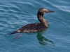 Brandt's Cormorant