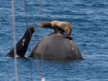 Californial Sea Lion