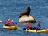 California Sea Lion