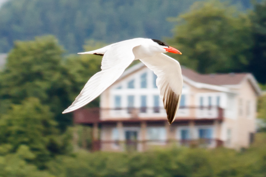 Caspian Tern