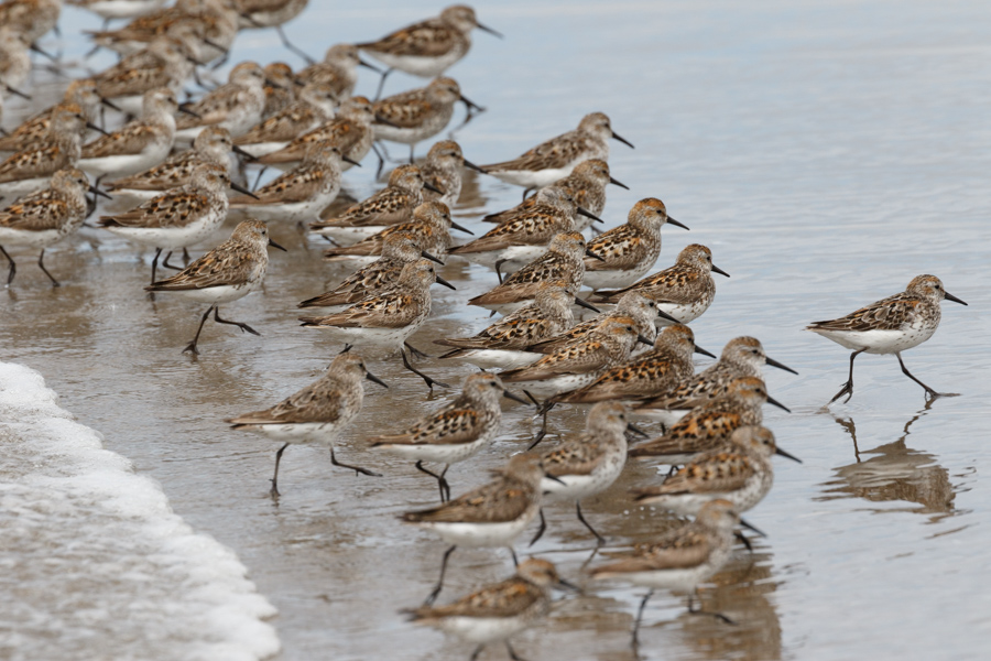 Western Sandpiper