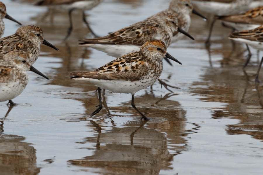 Western Sandpiper