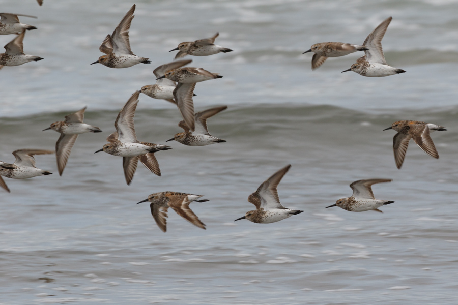 Western Sandpiper