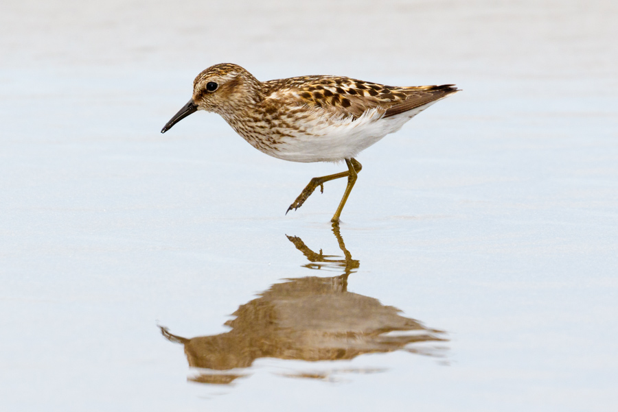 Least Sandpiper