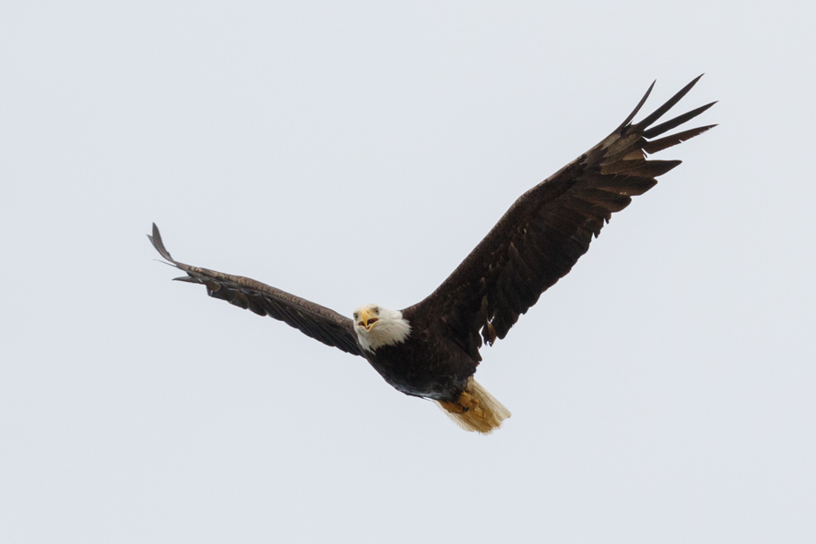 Bald Eagle