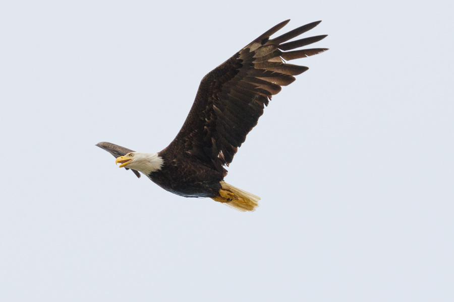 Bald Eagle