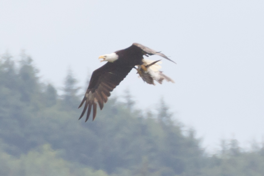 Bald Eagle