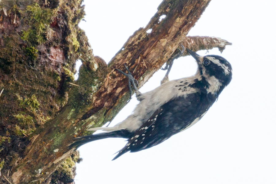 Hairy Woodpecker