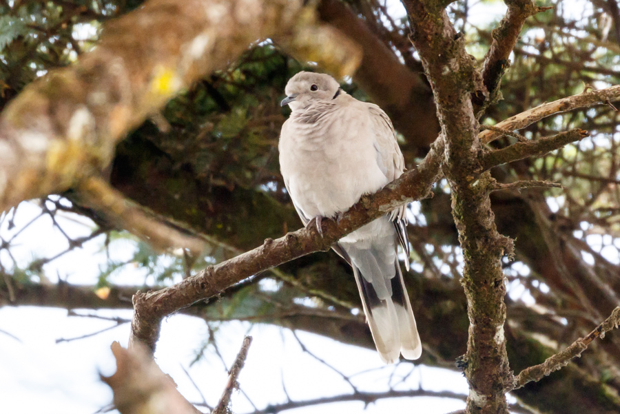 Eurasion Colared Dove