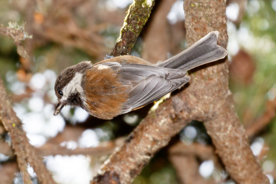 Chestnut-backed Chickadee