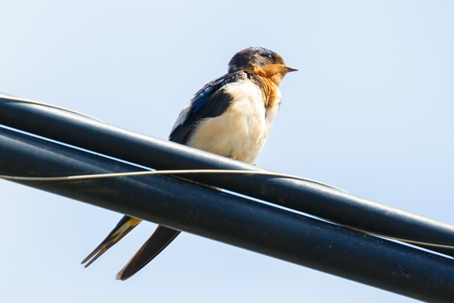 Barn Swallow