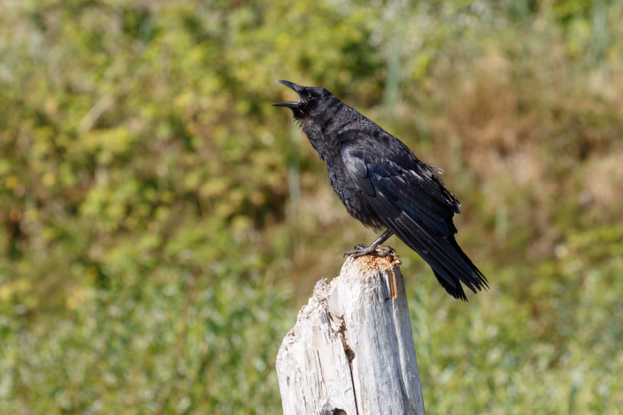 American Crow