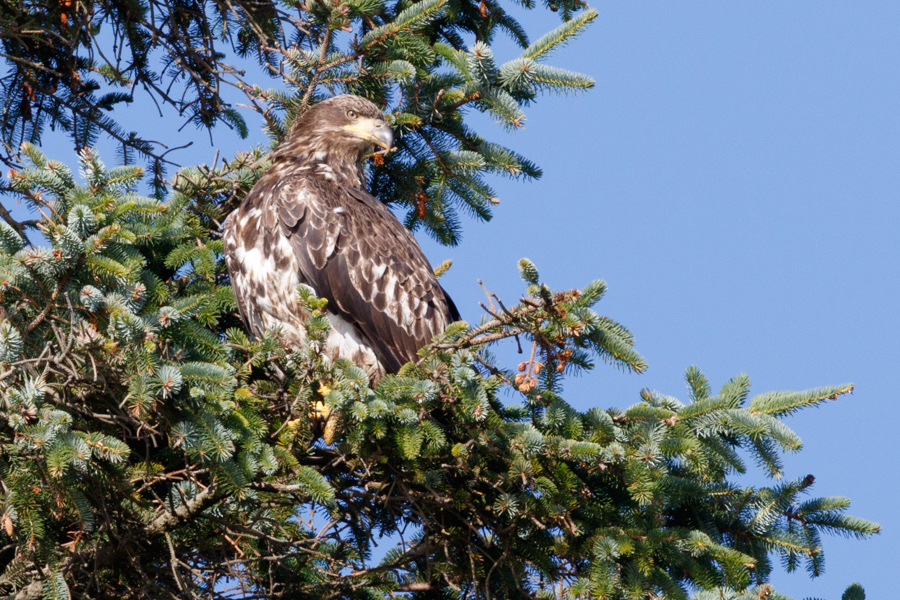 Bald Eagle