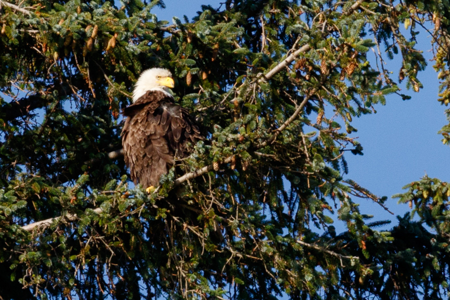 Bald Eagle