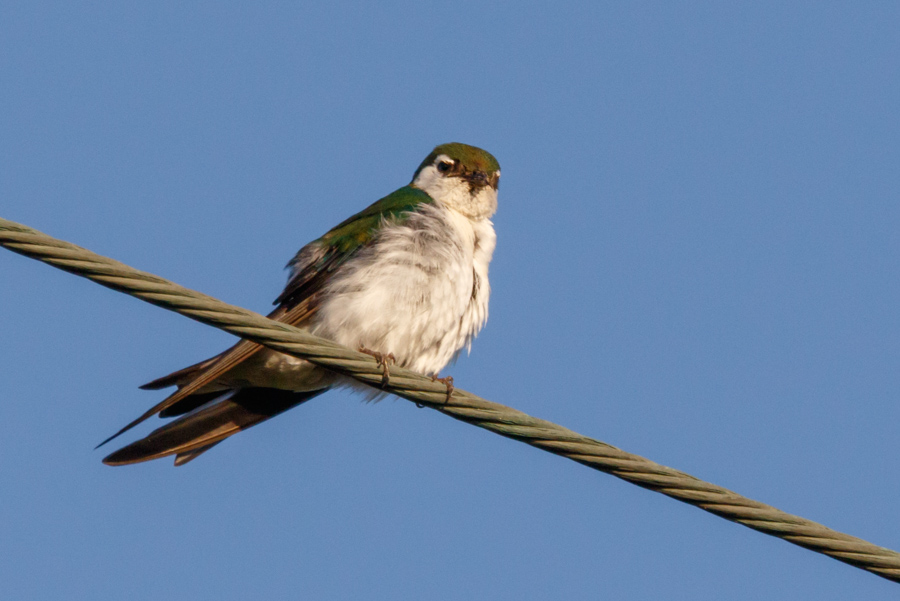 Tree Swallow