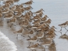 Western Sandpiper