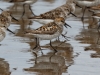 Western Sandpiper