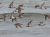 Western Sandpiper