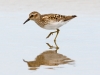 Least Sandpiper