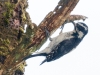 Hairy Woodpecker