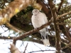 Eurasion Colared Dove