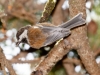 Chestnut-backed Chickadee