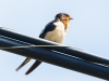 Barn Swallow