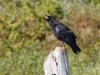 American Crow