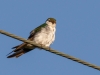 Tree Swallow