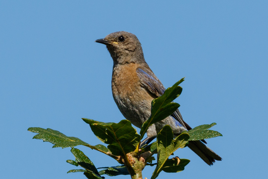 Western Bluebird