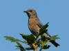 Western Bluebird