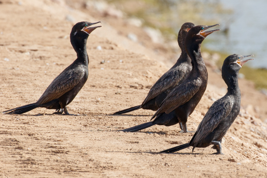 Neotropic Cormorants