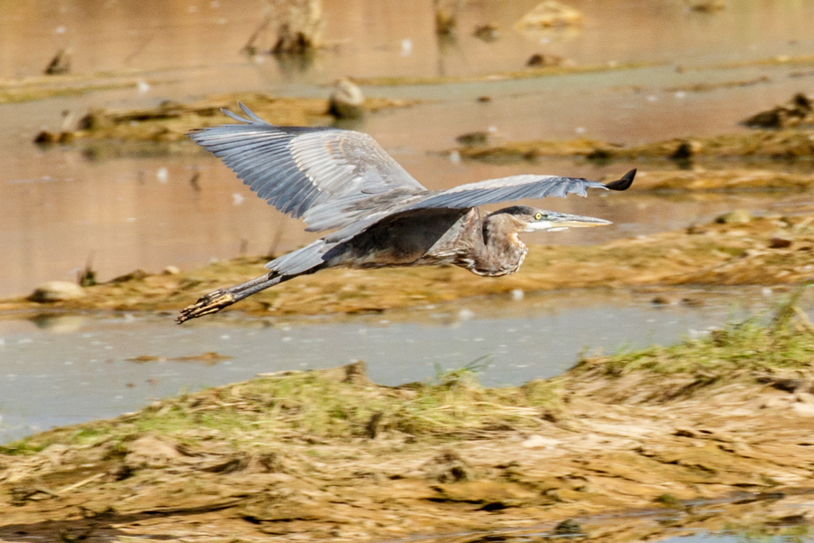 Great Blue Heron